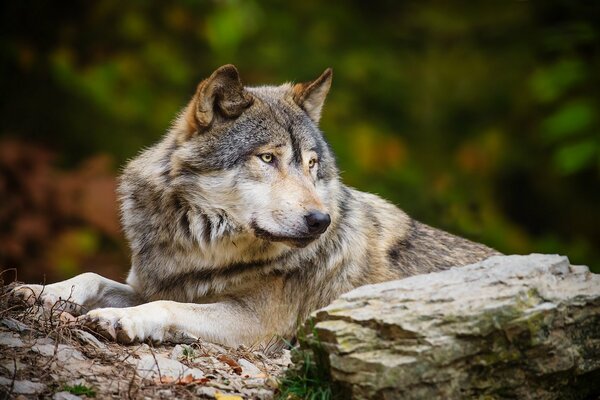 Grauer Wolf ruht auf Steinen im Wald