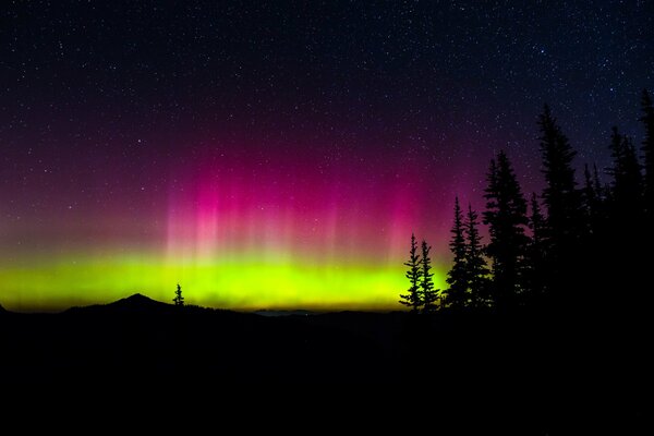 Aurora boreal en la noche con siluetas de árboles