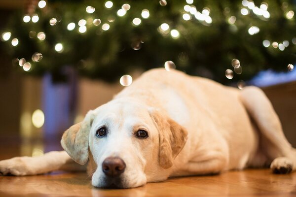 Il cane si gode il rinculo sotto l albero di Natale