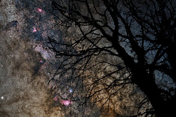 Silhouette of a tree against the starry sky