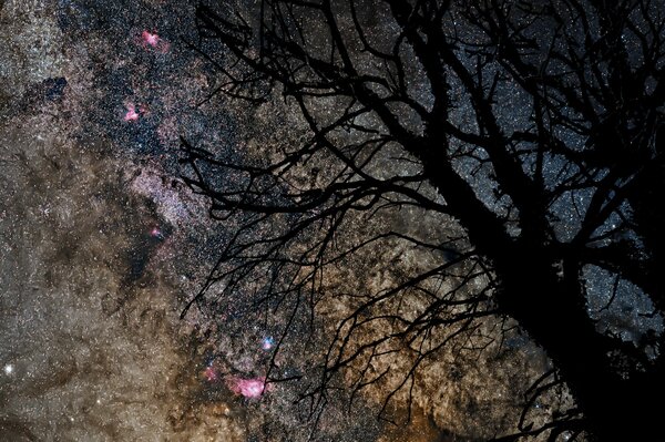 Silueta de un árbol contra el cielo estrellado