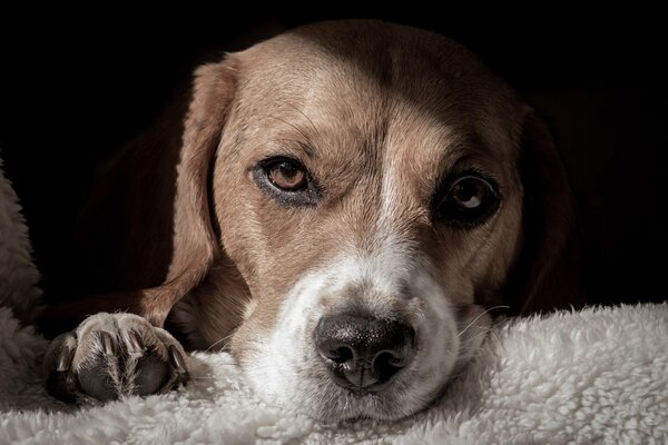 Loyal friend: rest after a hard day