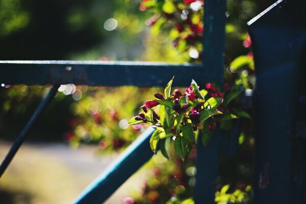 Blooming pink flowers at the metal blue fence