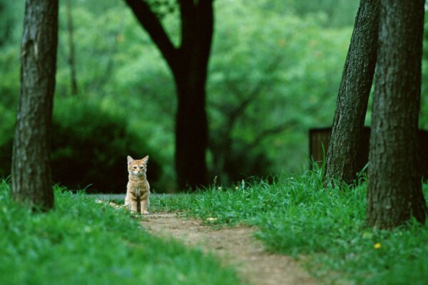 A red-haired kitten is sitting on a path in the forest