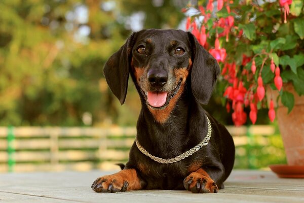 This is a dachshund, a brisk animal, she is not lazy to run through the forest