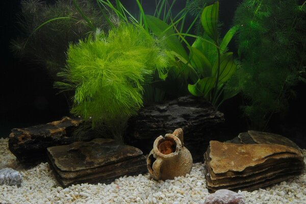 Aquarium with antiques and stones