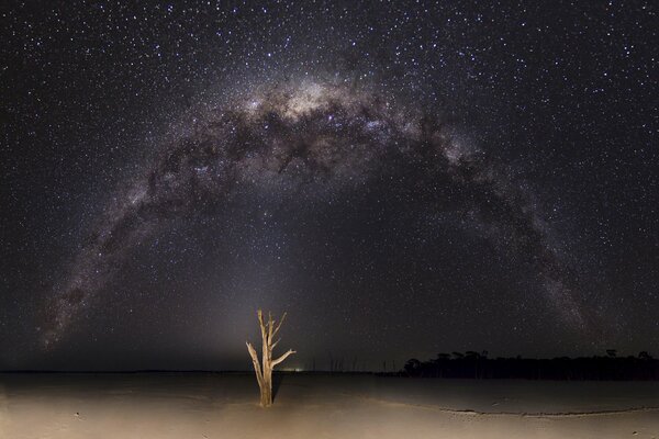 Árbol en el fondo de la vía láctea desierto