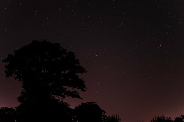 Albero sullo sfondo del cielo stellato notturno