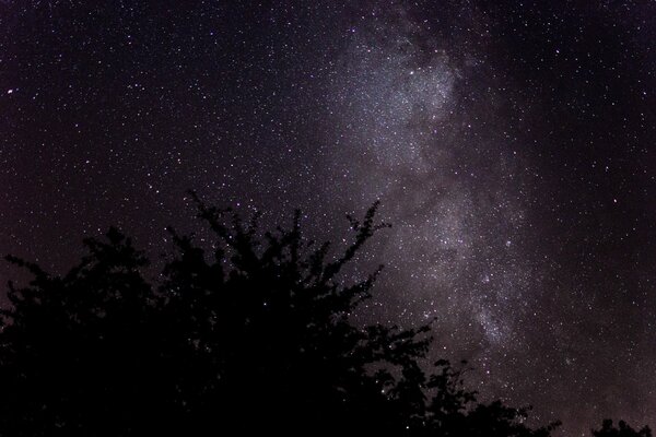 Árbol en el fondo del cielo estrellado nocturno