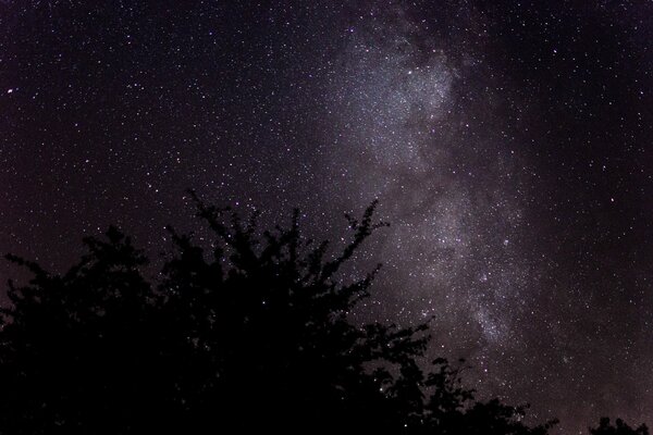 Albero sullo sfondo del cielo stellato notturno