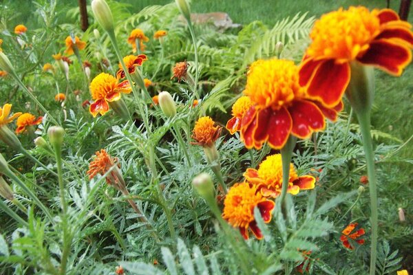 Aiuola con fiori di calendula rossa