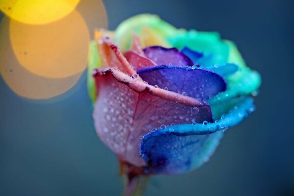 Makroaufnahmen von Tropfen auf einer Rosenknospe mit Farbverlauf