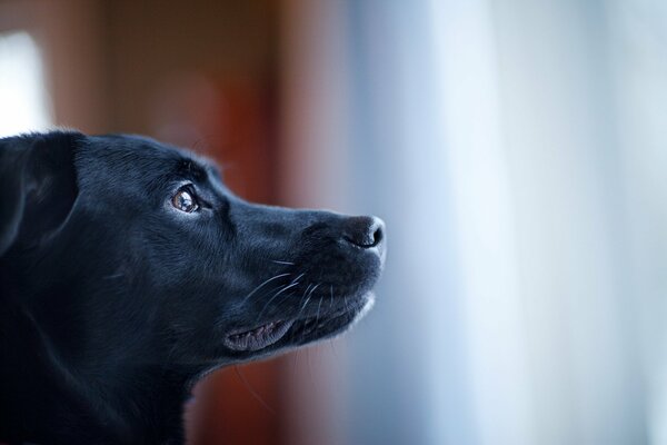 Chien corbeau noir avec des boutons aux yeux