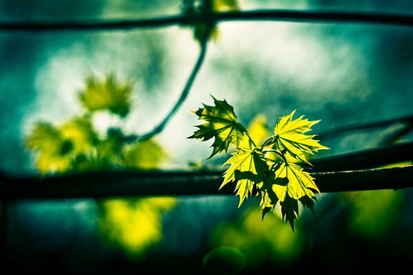 Maple branch with blooming green leaves in sunlight