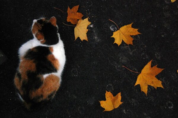 Tricolor cat in autumn leaves