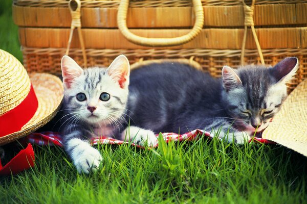Два котёнка на траве возле шляп