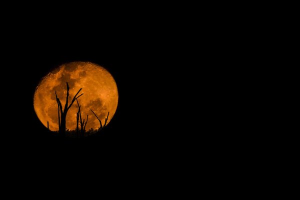 Siluetas de árboles en el fondo de una gran Luna