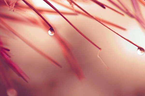 Raindrops on delicate autumn leaves