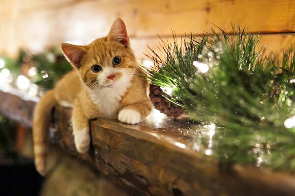 Rothaarige Katze in der Nähe des Weihnachtsbaumzweigs