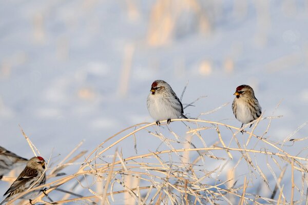 Gli uccelli riposano su un erborista secco contro la neve