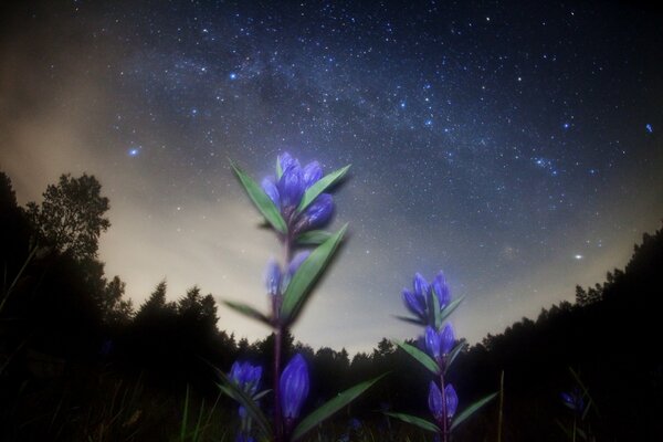 Fiordalisi luminosi e cielo stellato