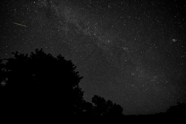 Black and white images of space above trees