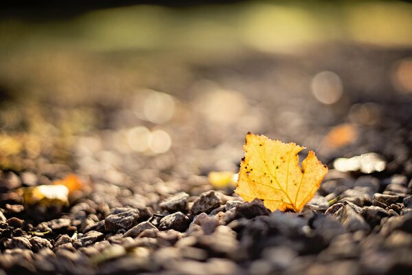 Осенний жёлтый лист на мелких камнях наа размытом фоне