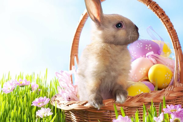 Easter bunny in the basket with eggs