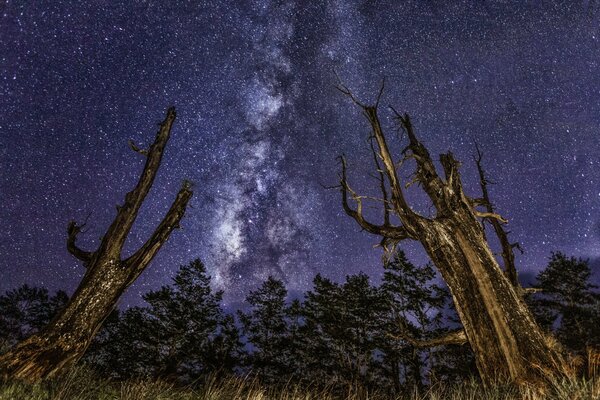 Alberi sullo sfondo della bella Via Lattea