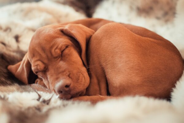 Ungherese legato dormire sul letto