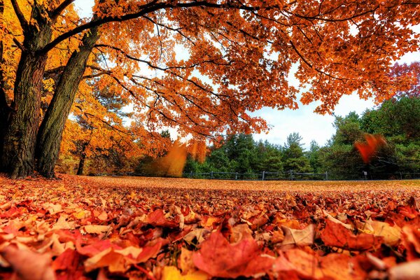 Automne doré dans le parc