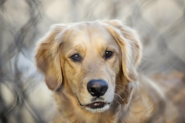 Triste au loin à la recherche d un chien roux