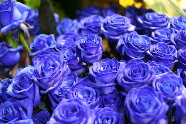 Ramo de rosas azules y azules