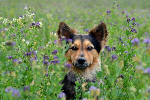 Hermoso perro negro ryzhe en flores silvestres