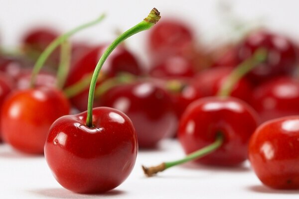 Cerises rouges juteuses avec pétioles verts