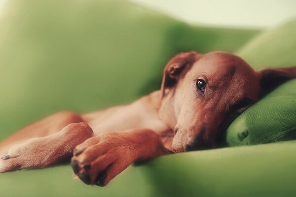 The dog is bored here on the couch when the owner already comes