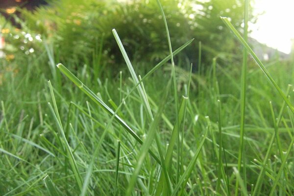 Grüner Drahtseil auf der Wiese hinter dem Haus