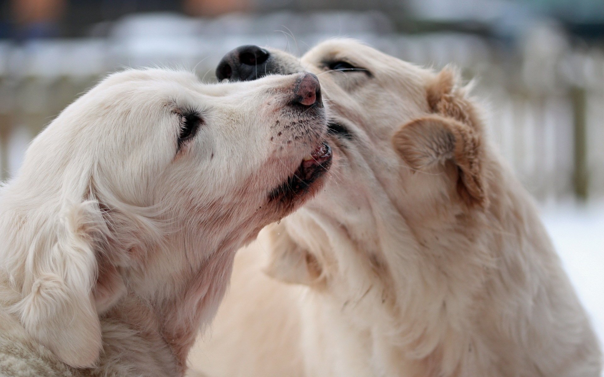 perros fondo macro