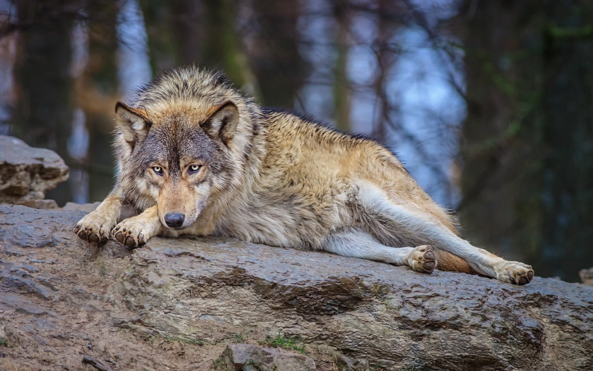 wolf forest nature