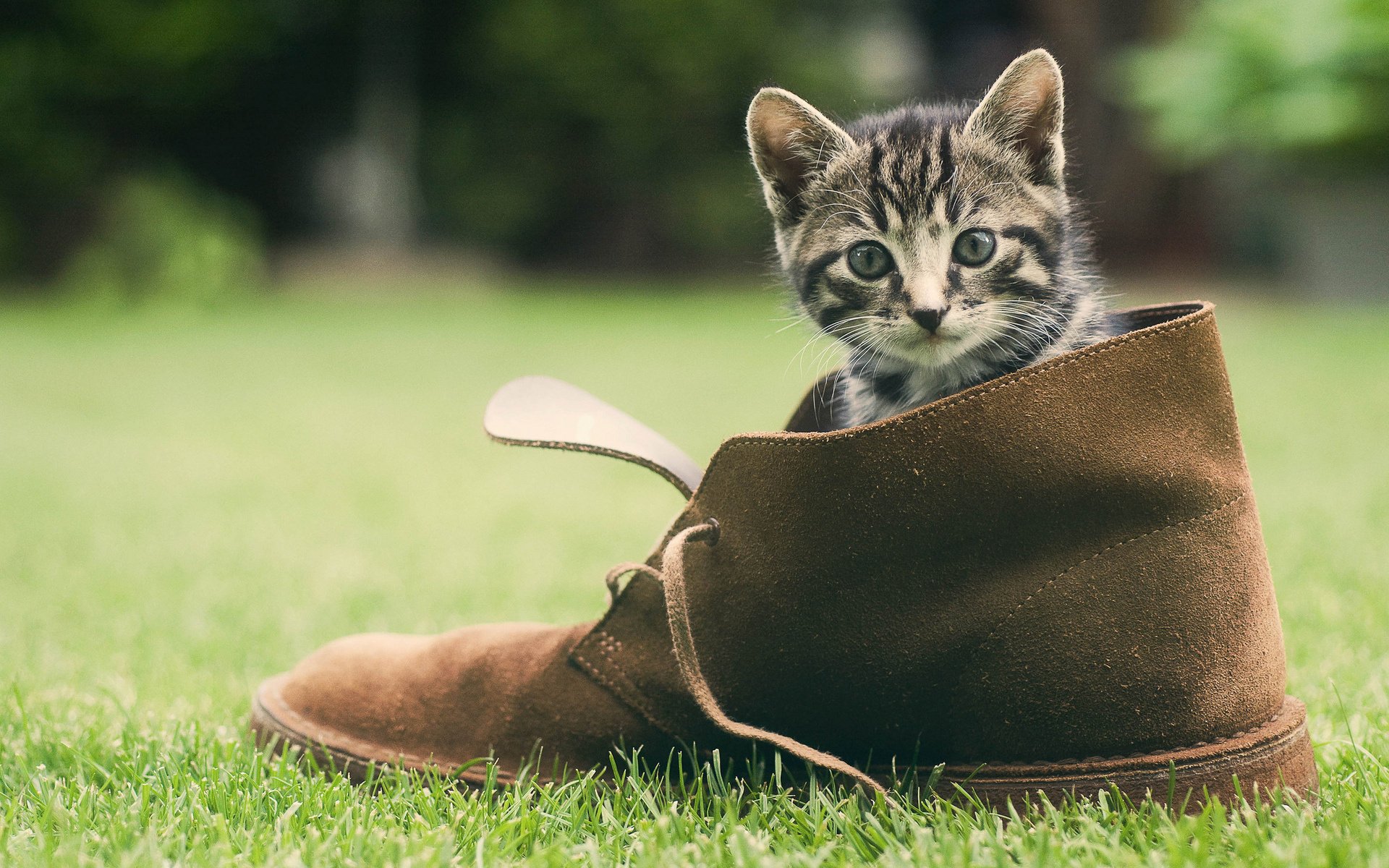 chat verdure herbe chaussures museau chaton