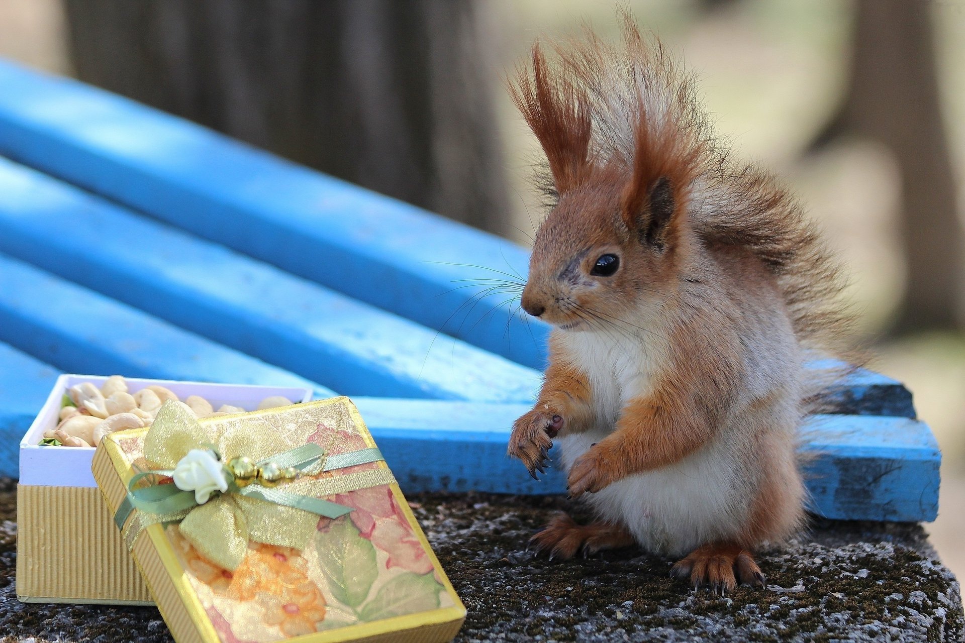 scoiattolo panchina regalo scatola fiocco noci