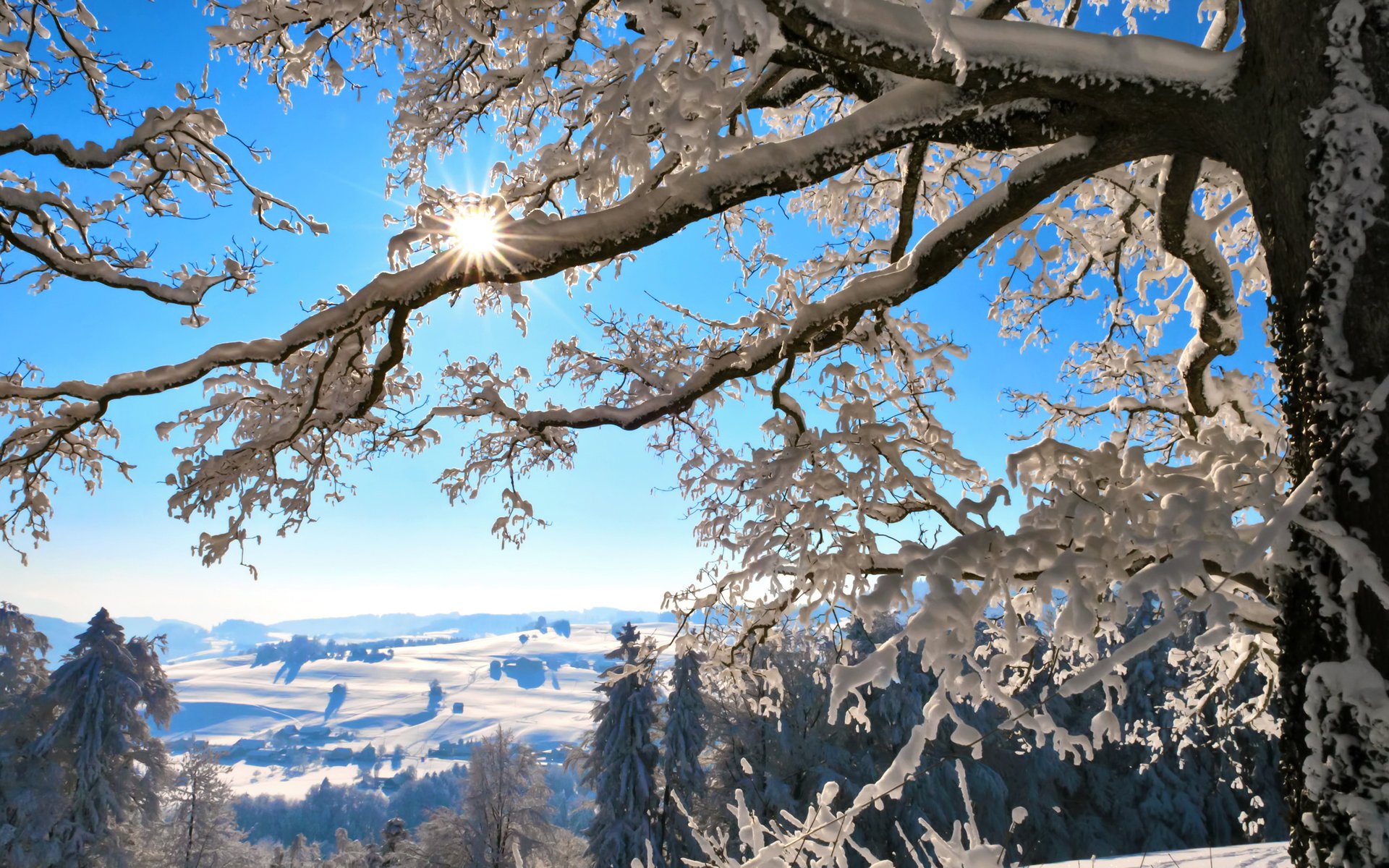 inverno rami svizzera montagne sole albero neve