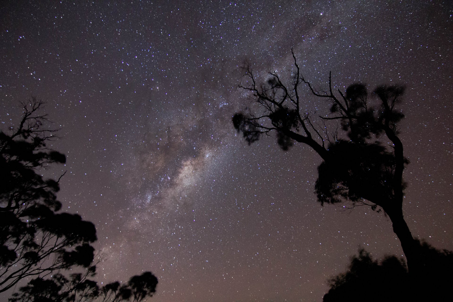 spazio stelle notte via lattea alberi rami