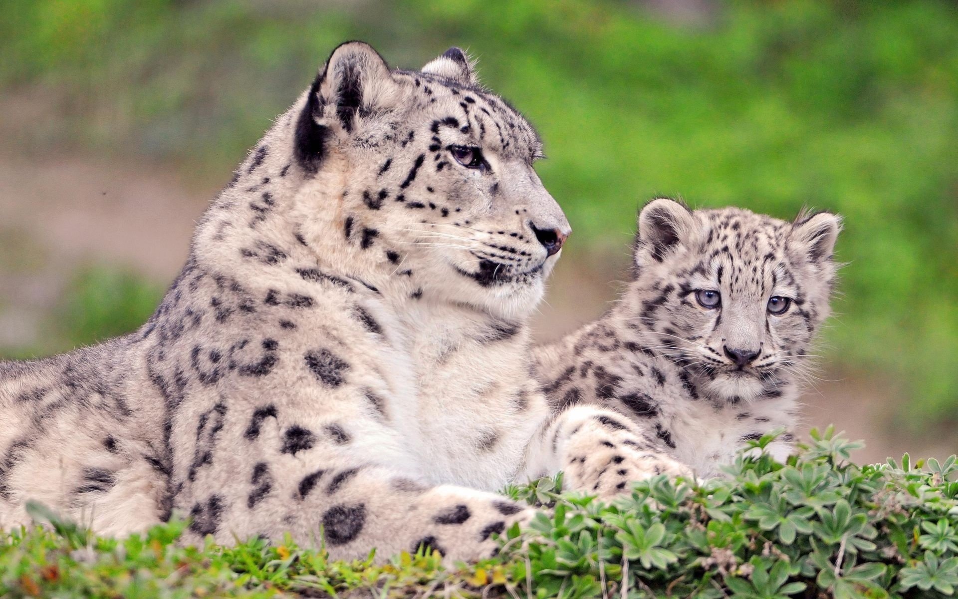 irbis léopard des neiges chaton vue maman