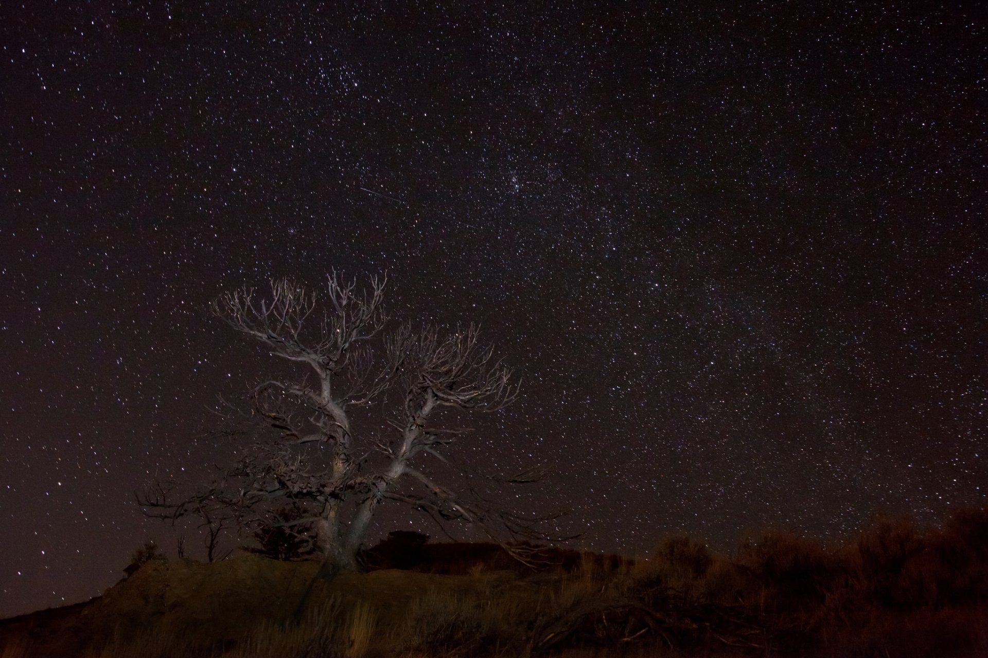 pace stars night space desert tree