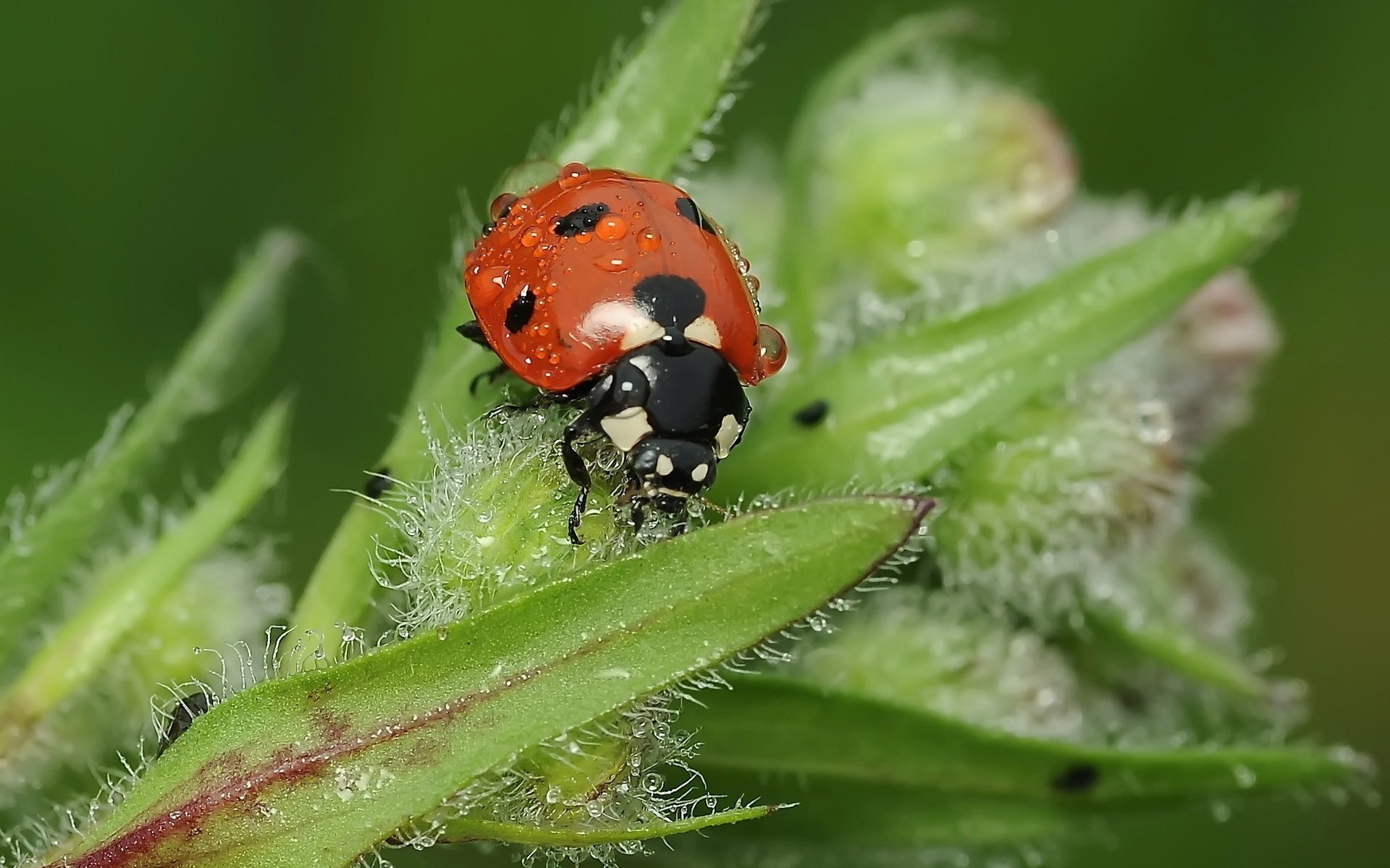 coccinella scarabeo gocce rugiada insetto foglie