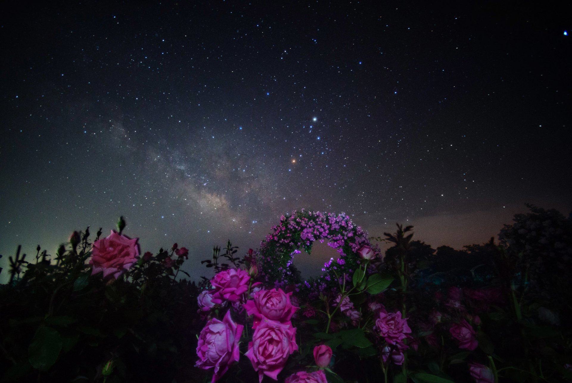 espace étoiles nuit espace voie lactée fleurs roses