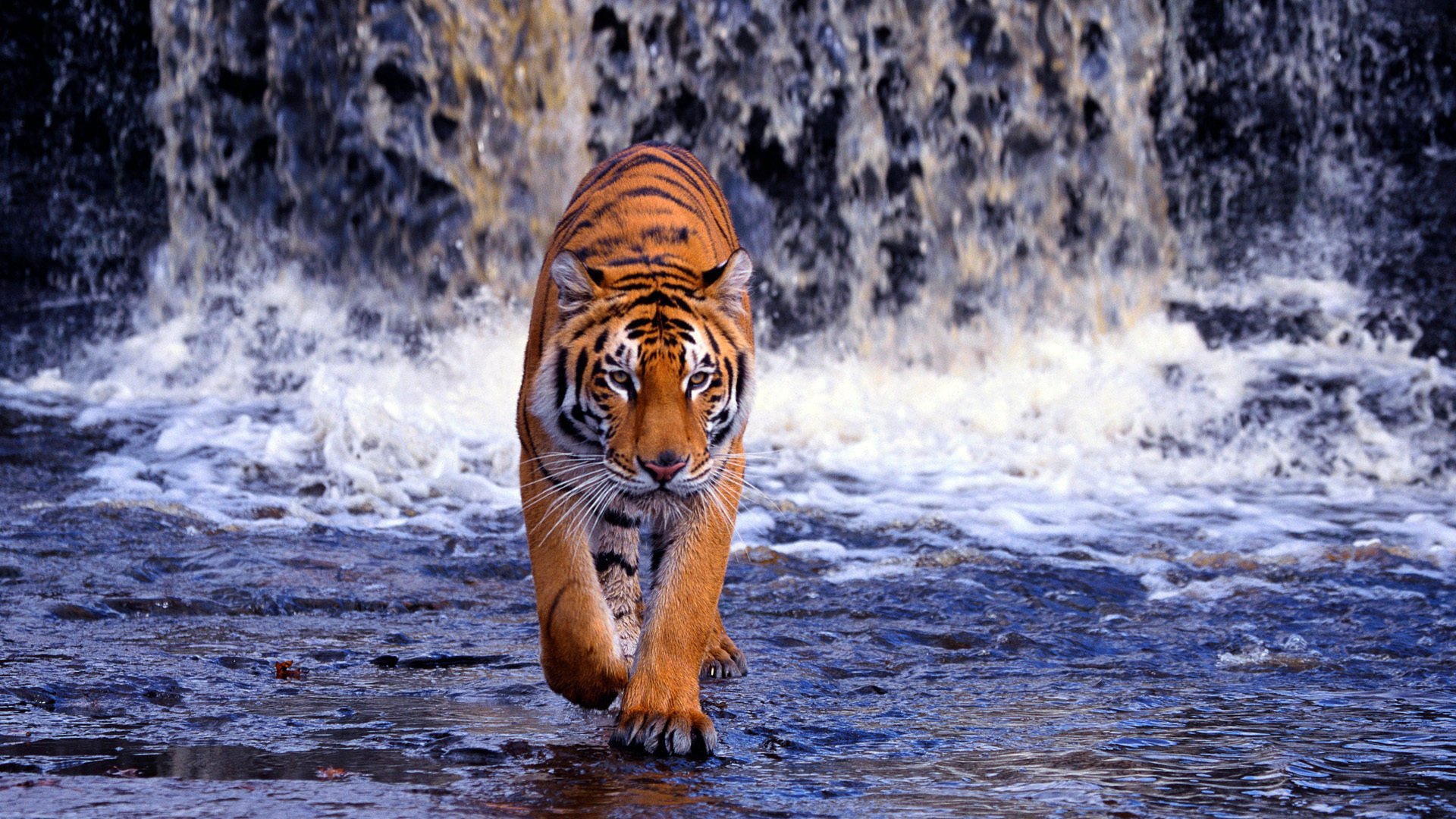 tigre de bengala cascada agua depredador