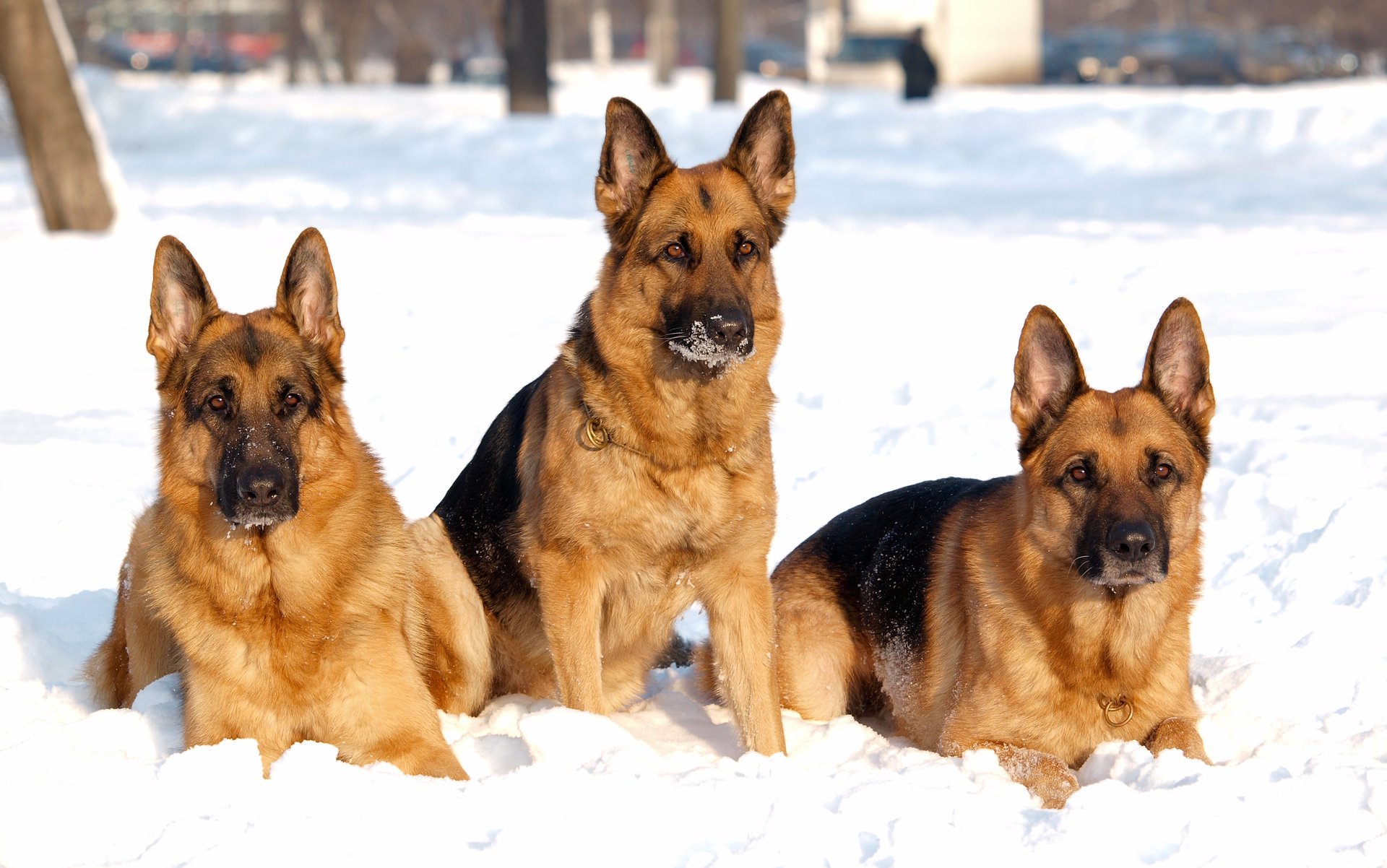 cane da pastore neve inverno trinità cane cani