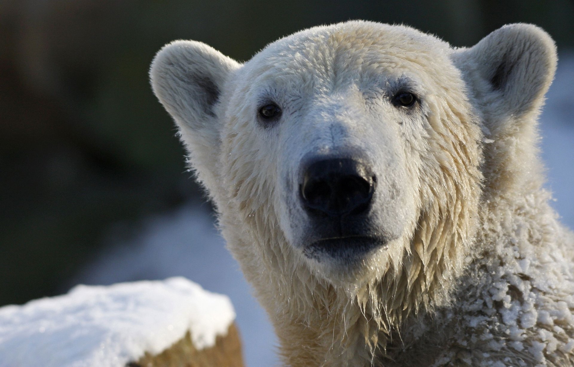 orso polare orso polare sguardo